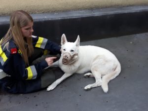 Tierrettung – Hund stürzt ab