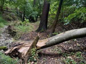 Baum umgestürzt